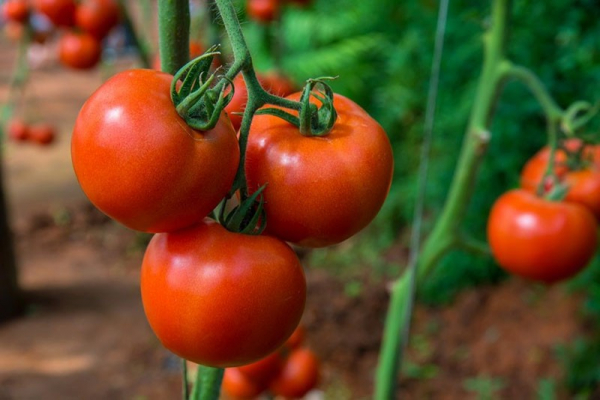 Секреты получения рекордного урожая томата Президент